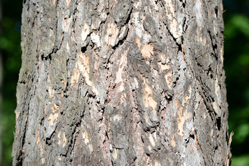 Tree bark illuminated by the sun close up. Natural background