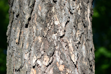 Tree bark illuminated by the sun close up. Natural background