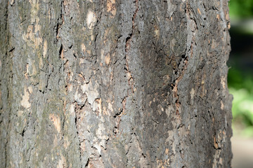 Tree bark illuminated by the sun close up. Natural background