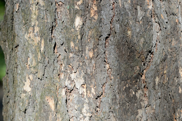 Tree bark illuminated by the sun close up. Natural background