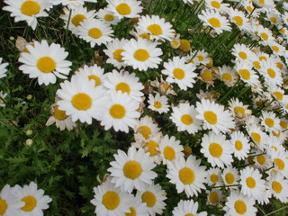 小菊の花