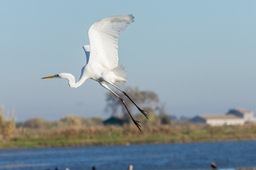 Ardea Alba (white egret) flying in the Albufera Natural Park, Valencia, Spain