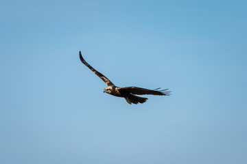 Circus aeruginosus (marsh harrier) hunting in the Albufera Natural Park, Valencia, Spain