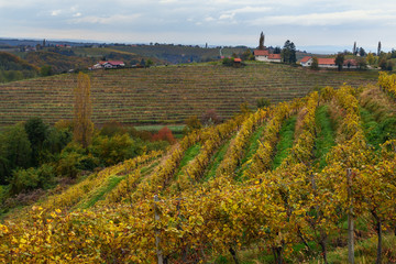 Fototapeta na wymiar Beautiful vineyards landscape of Jeruzalem on Slovene Hills. Ljutomer. Northeastern Slovenia