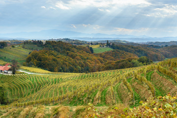 Fototapeta na wymiar Beautiful vineyards landscape of Jeruzalem on Slovene Hills. Ljutomer. Northeastern Slovenia