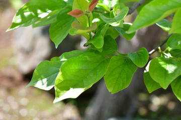 Fototapeta na wymiar 柿の葉