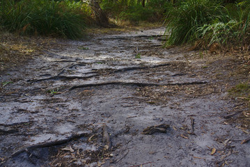 Walking path in bush