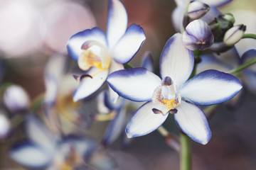 Fototapeta premium purple orchid flowers in the graden with cool tone