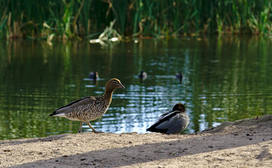Two ducks by lake