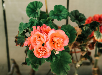 Pink Rose Blossoming