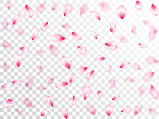 Spring blossom isolated petals flying