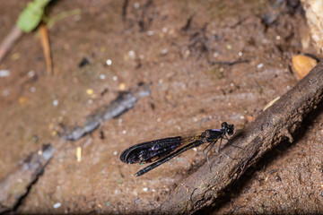natural  dragonfly on brown background