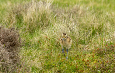 Curlew chick in the Yorkshire Dales, UK during Springtime.  Newly hatched curlew chick in natural moorland habitat.  Landscape.  Horizontal.  Space for copy.