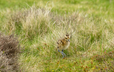 Curlew chick in the Yorkshire Dales, UK during Springtime.  Newly hatched curlew chick in natural moorland habitat.  Landscape.  Horizontal.  Space for copy.