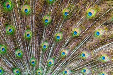 Obraz premium Feather of the green peacock 