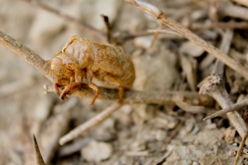 cicada shell on a tree with blurred background