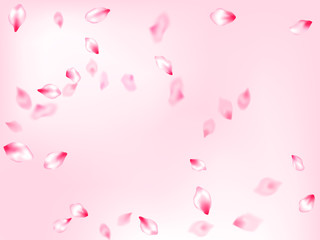 Pink cherry blossom petals isolated