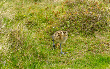 Curlew chick in the Yorkshire Dales, UK during Springtime.  Newly hatched curlew chick in natural moorland habitat.  Landscape.  Horizontal.  Space for copy.
