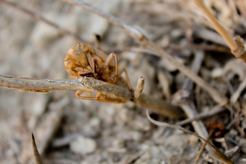 cicada shell on a tree with blurred background