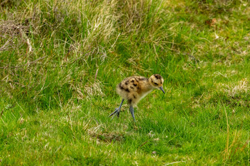 Curlew chick in the Yorkshire Dales, UK during Springtime.  Newly hatched curlew chick in natural moorland habitat.  Landscape.  Horizontal.  Space for copy.