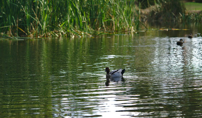Duck swimming on water