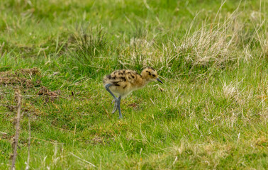 Curlew chick in the Yorkshire Dales.  Newly hatched baby curlew on Grouse Moor in Yorkshire.  Landscape, horizontal.  Space for copy.