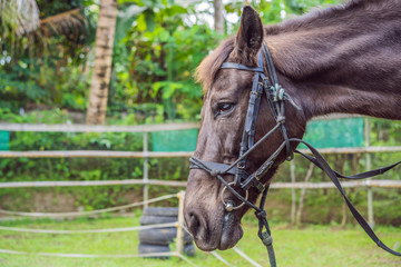 Obraz premium White horse's black and white art portrait