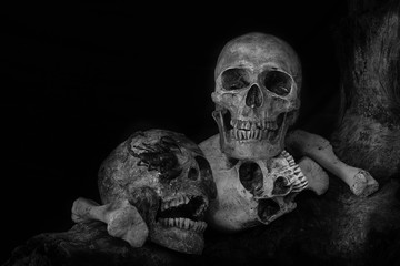 Still life.Skull resting on old woodenwith a scorpion and bone