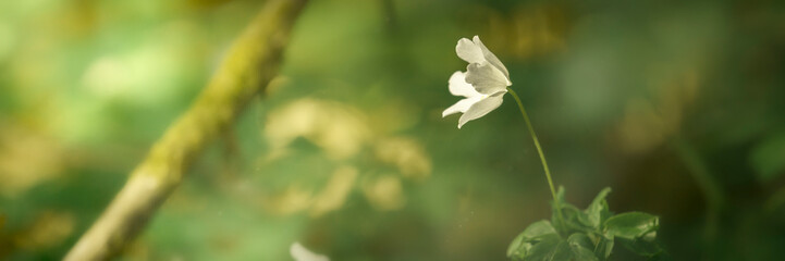Spring background.Dreamy wood anemone wild flowers panorama.