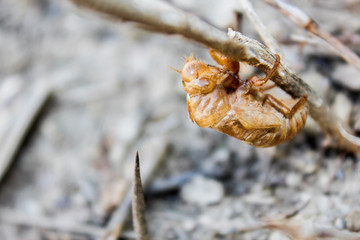 cicada shell on a tree with blurred background