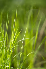 Natural Green Grass Background 