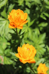 Globeflowers. Orange couple