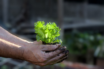 man holding new young lettuce shoot