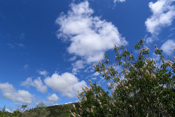 Clouds floating as plantlife reaching towards the sky