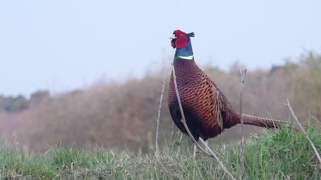 male pheasant standing in the landscape