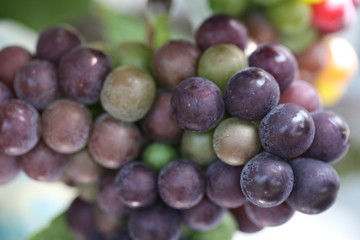 fruit
