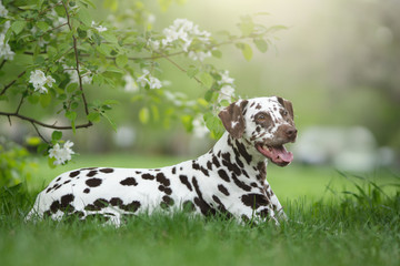 Dalmatian dog