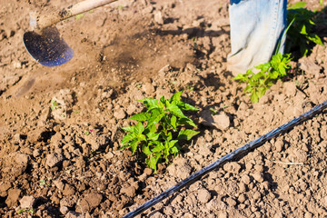 man working agriculture, using hoe to bring earth to the stem of the peppers plants.