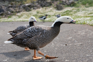 goose in the grass in the park