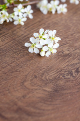 Obraz na płótnie Canvas white tender inflorescences (flowers) on a wooden background, copy space, card