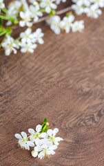 Obraz na płótnie Canvas white tender inflorescences (flowers) on a wooden background, frame, copy space, card