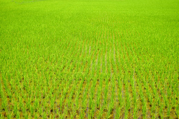 Fototapeta na wymiar Green rice fields nature background