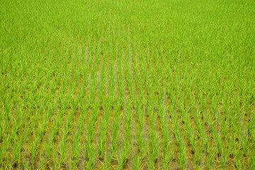 Obraz premium Green rice fields nature background