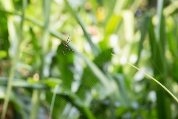 Spider on a green leaf