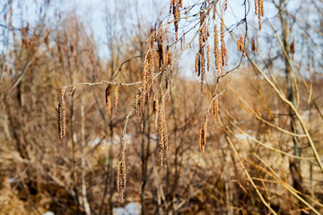 Fototapeta premium Yellow earrings on birch branches, closeup photo in the fall or spring. Tree to prepare for winter