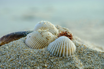 Shells on the beach, close up