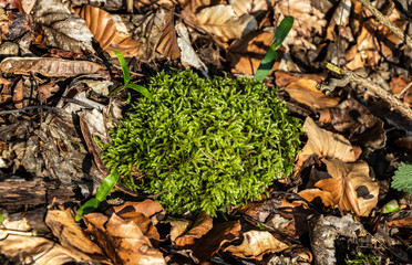 Moospflanze im Herbstlaub