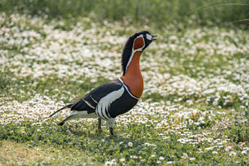 mandarin duck on the grass with flowers
