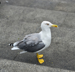 Seagull walking at the seaside park