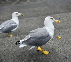 Seagull walking at the seaside park